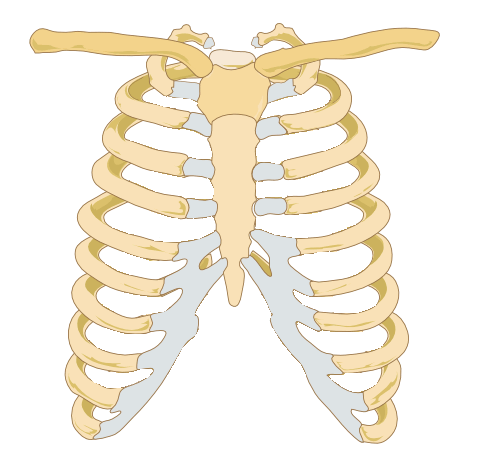 Ribs Download free