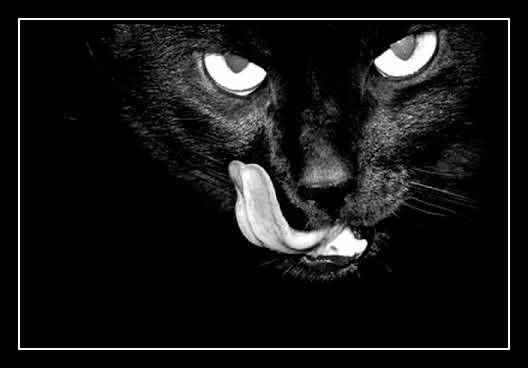 Black Cat Smile Download free