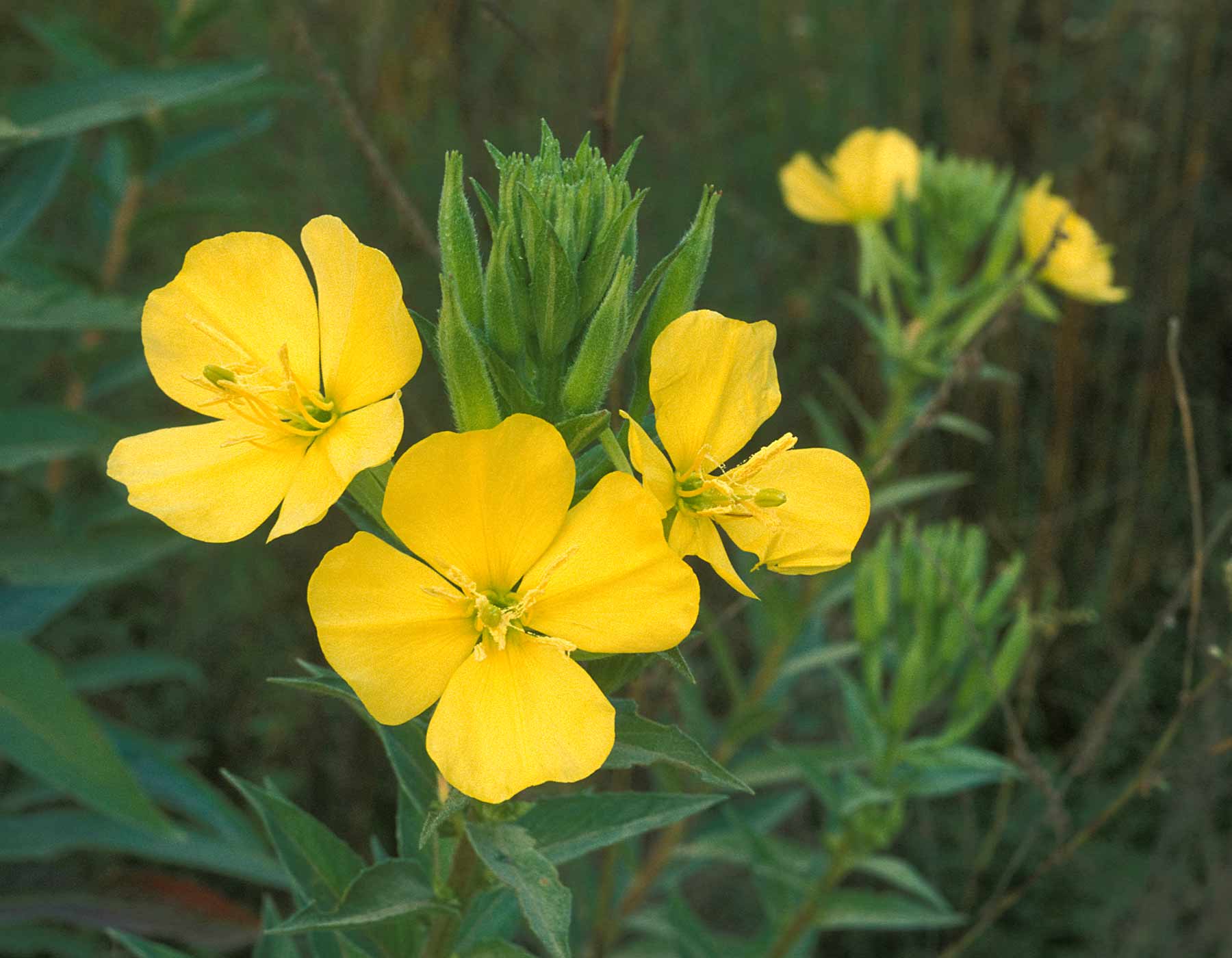 Evening Primrose Download free