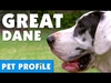 Great Dane - Invite Only Ringtone