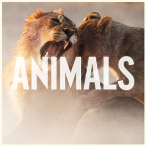 Animals Download free