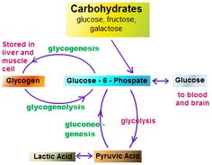 Carbohydrate Download free