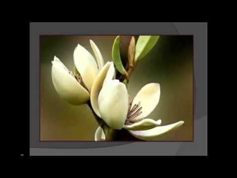 Magnolia Download free