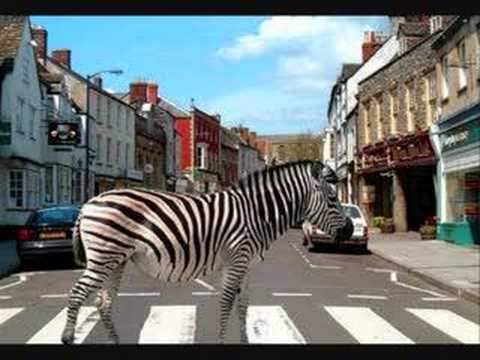 Zebras Crossing The Street Download free