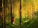 Forest Hymn Download Ringtone