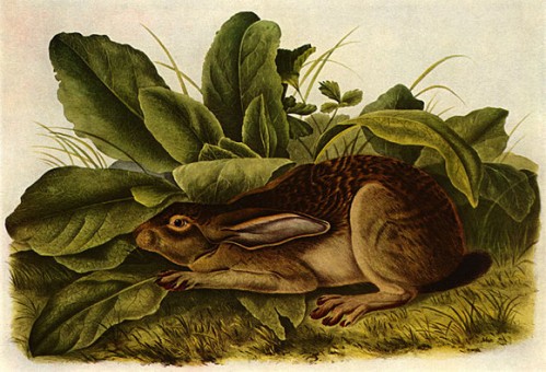 AUDUBON Download free