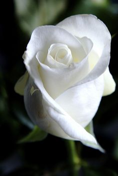 White Rose Download free